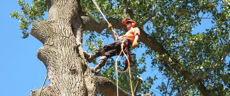 tree felling services